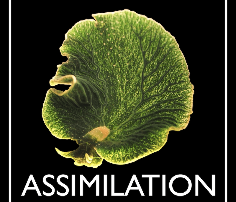 Assimilation