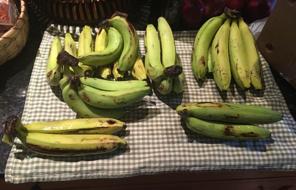 How Synthetic Biologists Could Save the Cavendish Banana from the Brink of Collapse